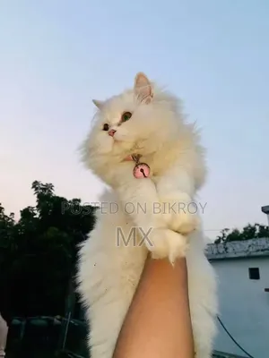 1+ year Male Purebred Persian
