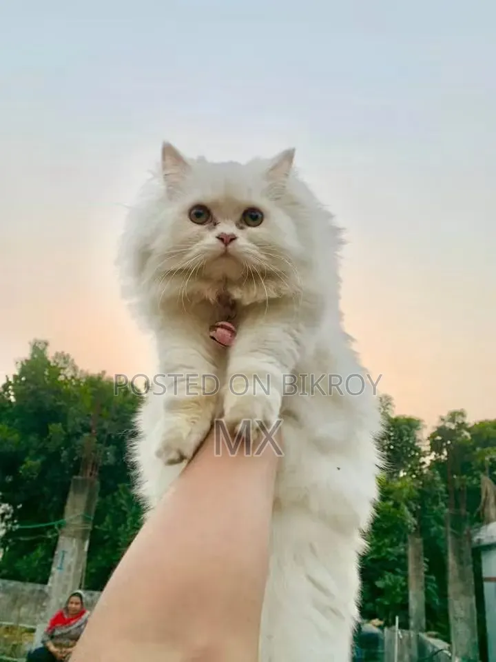 1+ year Male Purebred Persian