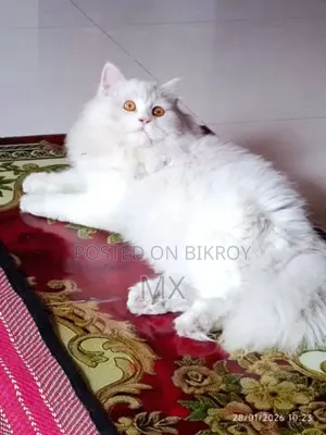 1+ year Male Purebred Persian