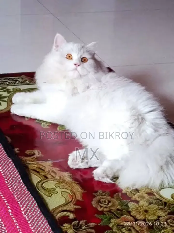 1+ year Male Purebred Persian