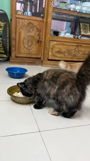3-6 months Female Purebred Persian