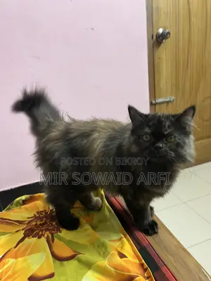 3-6 months Female Purebred Persian