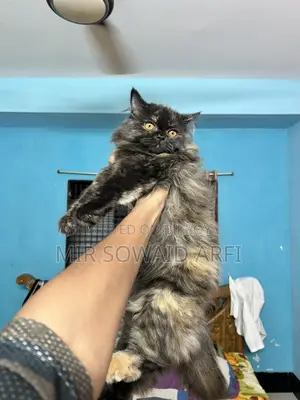 3-6 months Female Purebred Persian