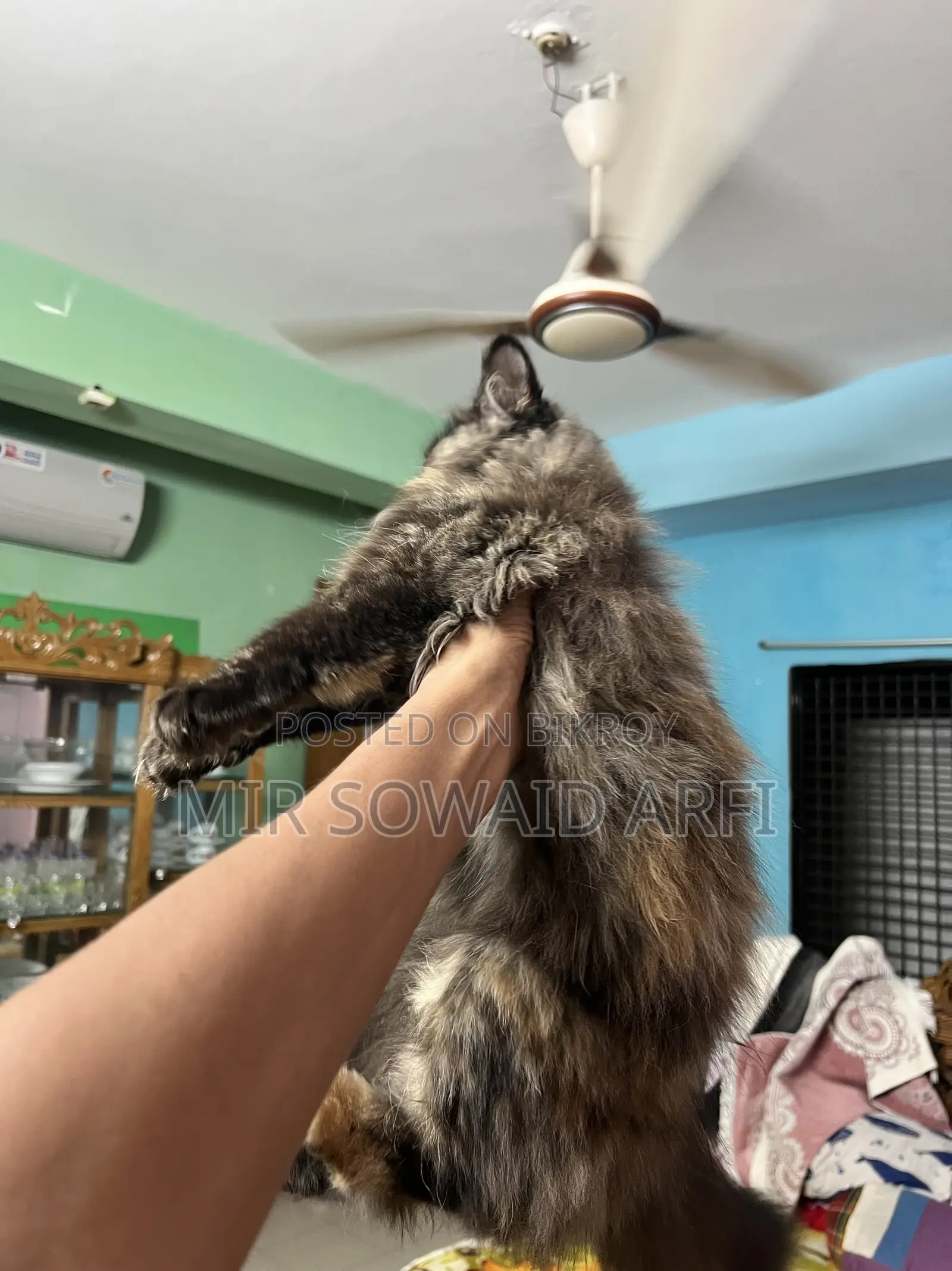 3-6 months Female Purebred Persian