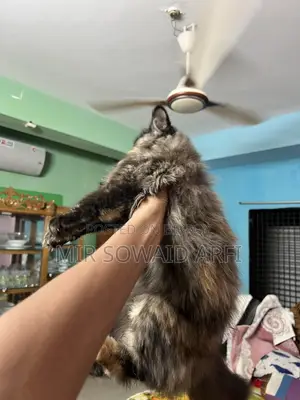 3-6 months Female Purebred Persian