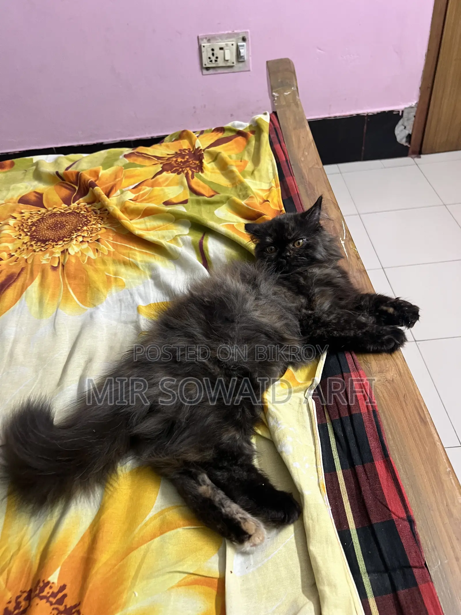 3-6 months Female Purebred Persian