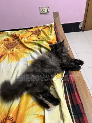 3-6 months Female Purebred Persian