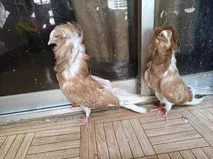 জ্যাকোবিন ৭ পোর