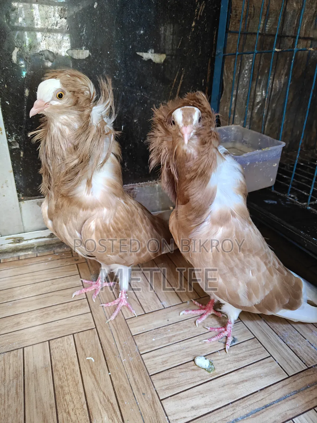জ্যাকোবিন ৭ পোর