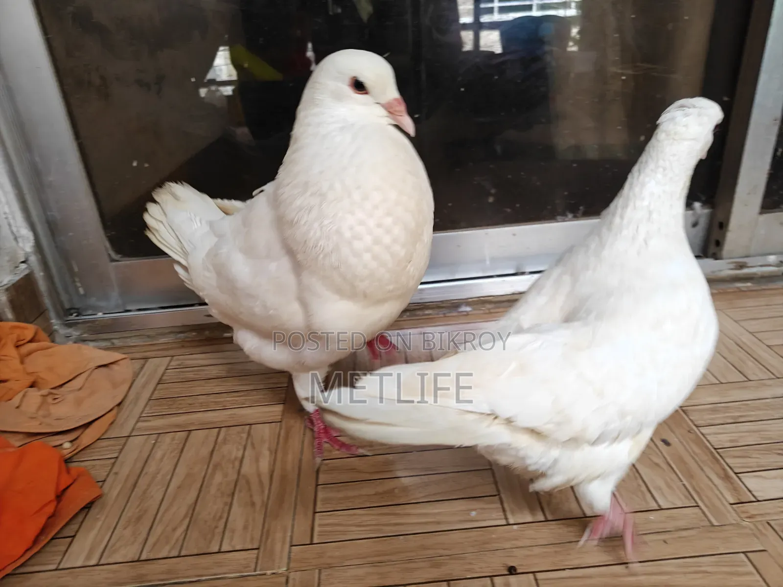 কিং রানিং জোড়া