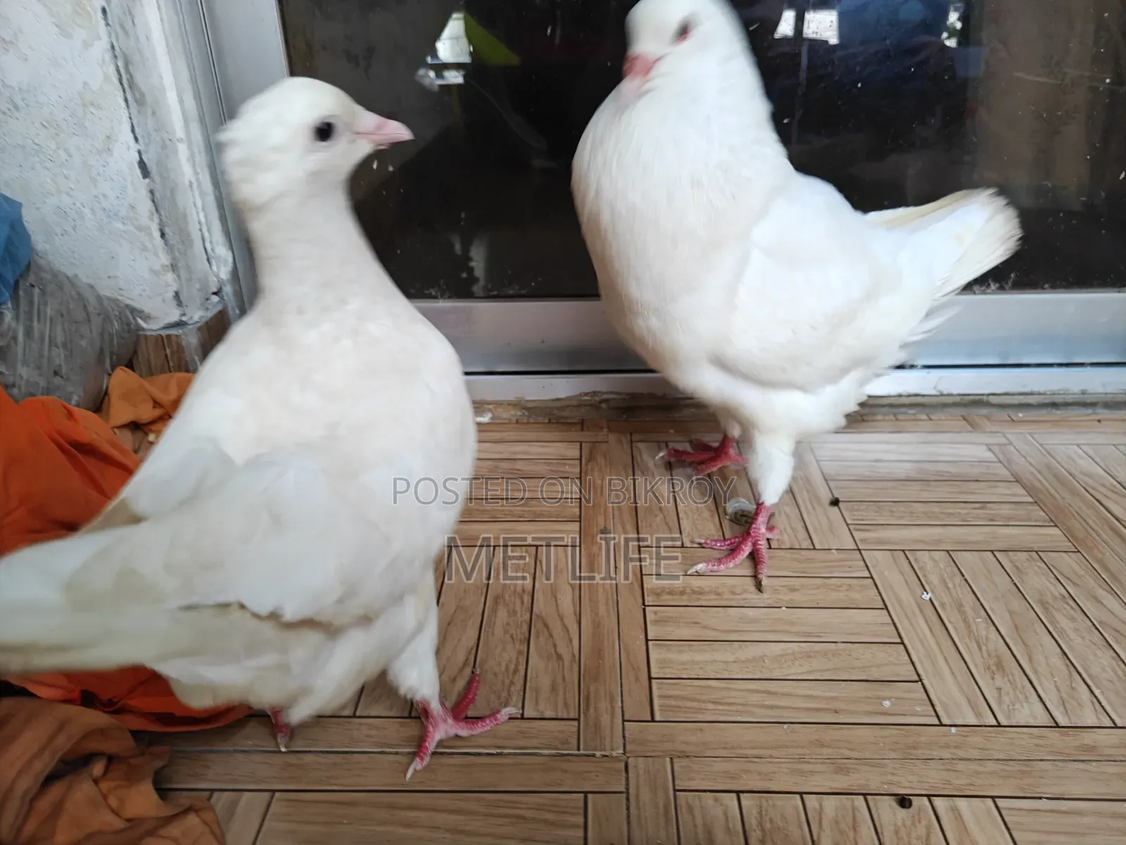 কিং রানিং জোড়া