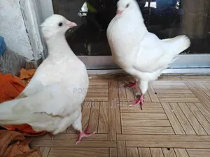 কিং রানিং জোড়া
