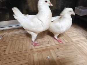 কিং রানিং জোড়া