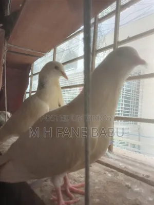 কুবুতর বিক্রি হবে