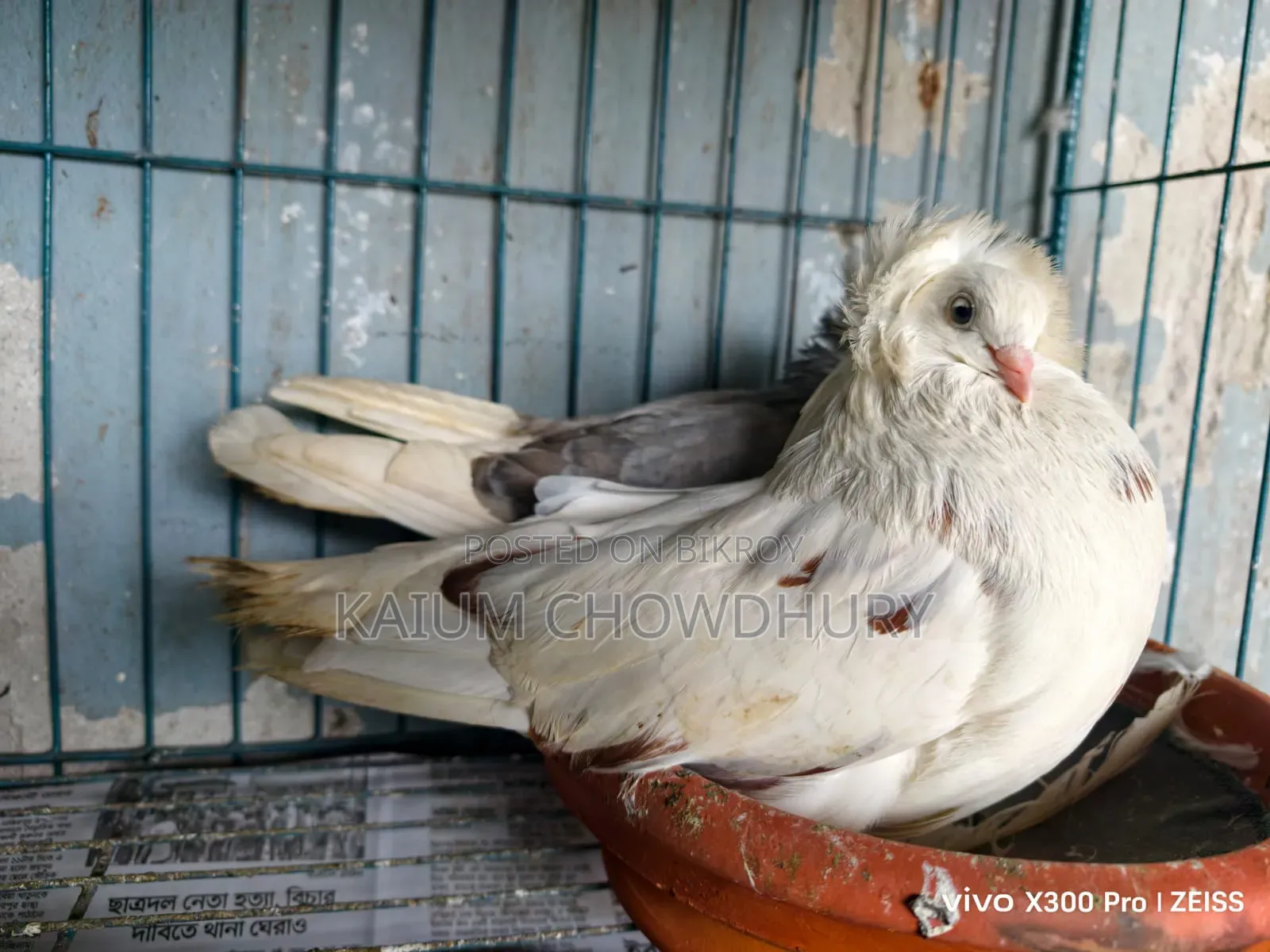 জ্যাকোবিন + হাই ফ্লায়ার ( বেনারস)