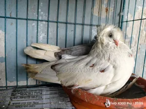 জ্যাকোবিন + হাই ফ্লায়ার ( বেনারস)
