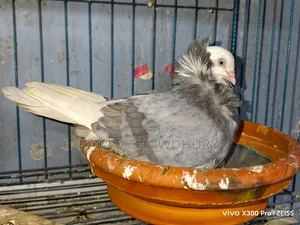 জ্যাকোবিন + হাই ফ্লায়ার ( বেনারস)