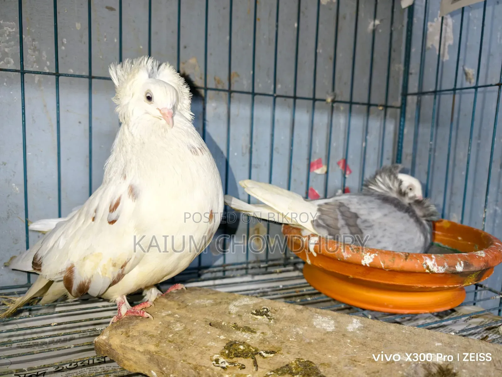 জ্যাকোবিন + হাই ফ্লায়ার ( বেনারস)