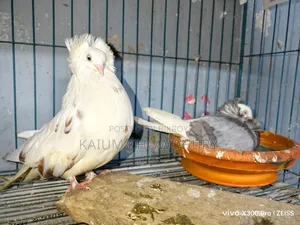 জ্যাকোবিন + হাই ফ্লায়ার ( বেনারস)