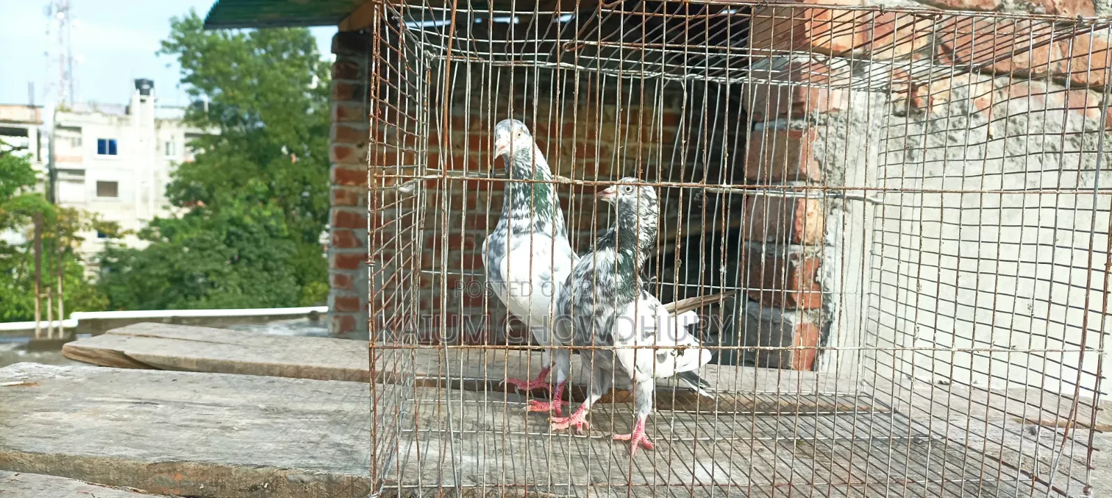 জ্যাকোবিন + হাই ফ্লায়ার ( বেনারস)