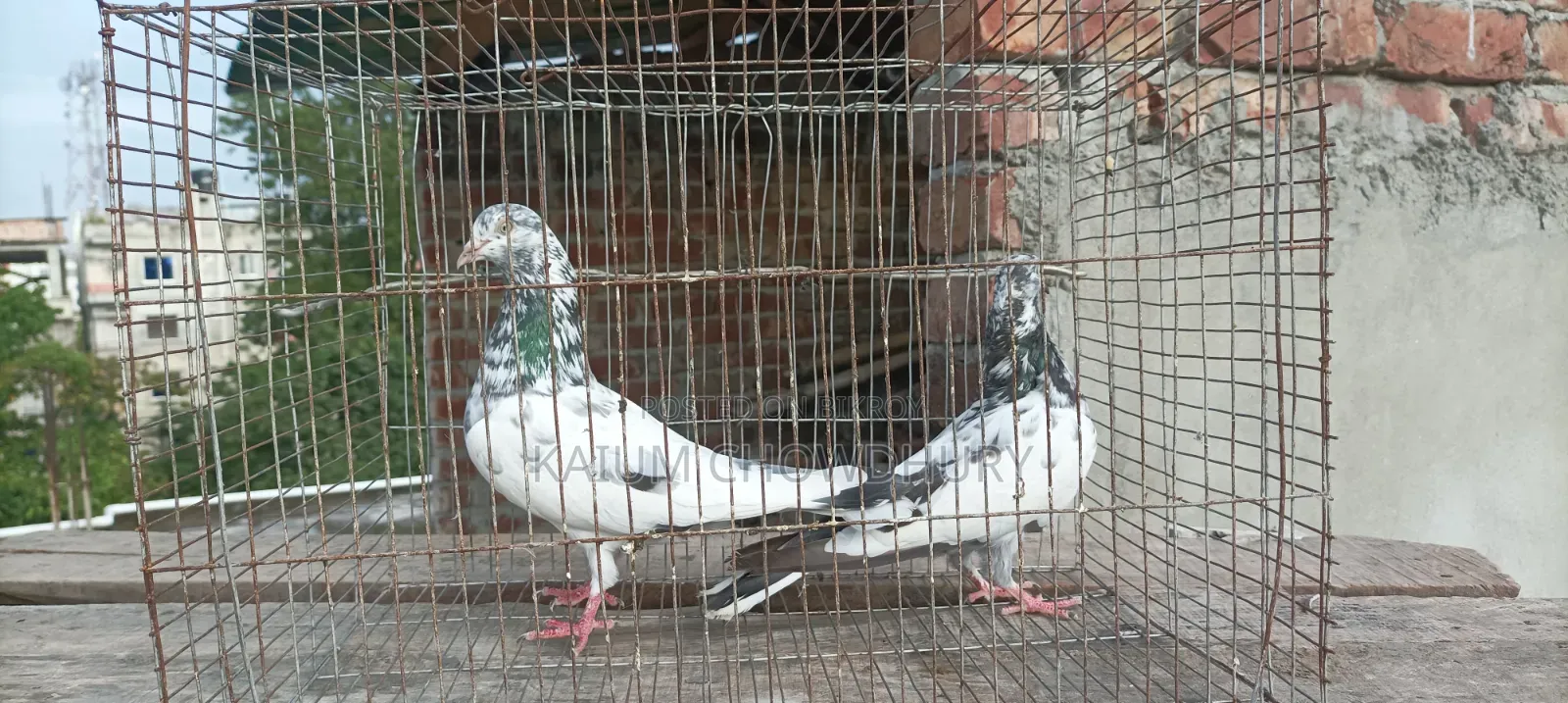 জ্যাকোবিন + হাই ফ্লায়ার ( বেনারস)