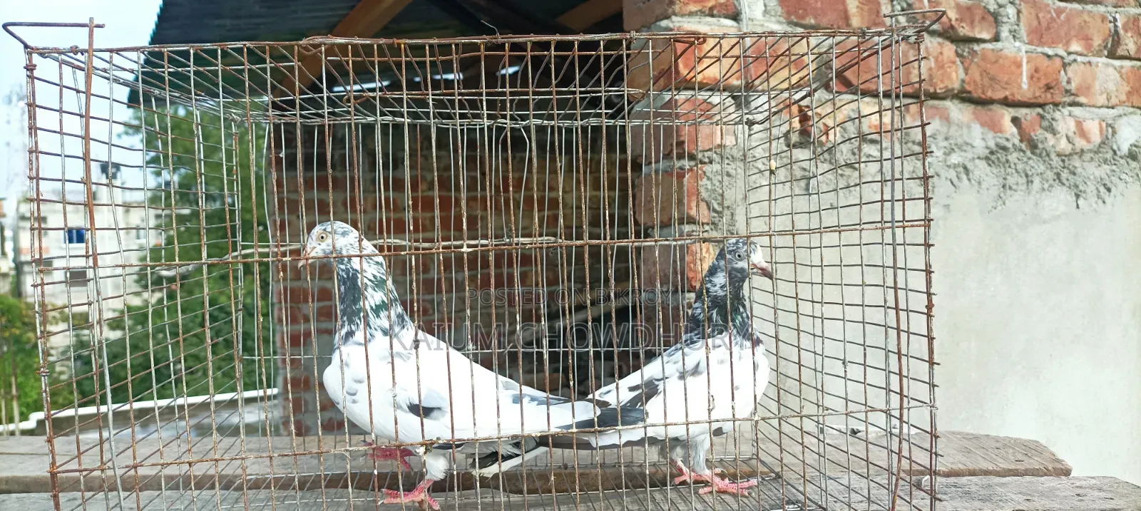 জ্যাকোবিন + হাই ফ্লায়ার ( বেনারস)