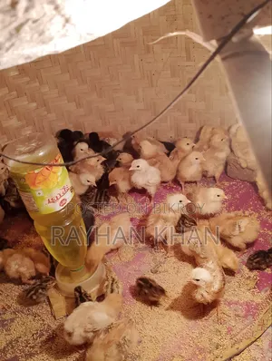 আসসালামু আলাইকুম অরজিনাল কিছু টাইগার মুরগির বাচ্চা বিক্রি হবে