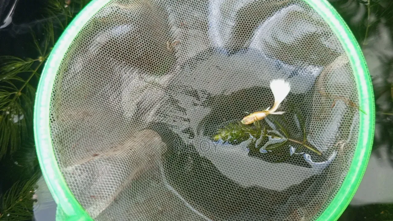 Albino Platinum White