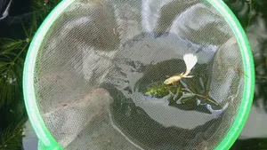 Albino Platinum White