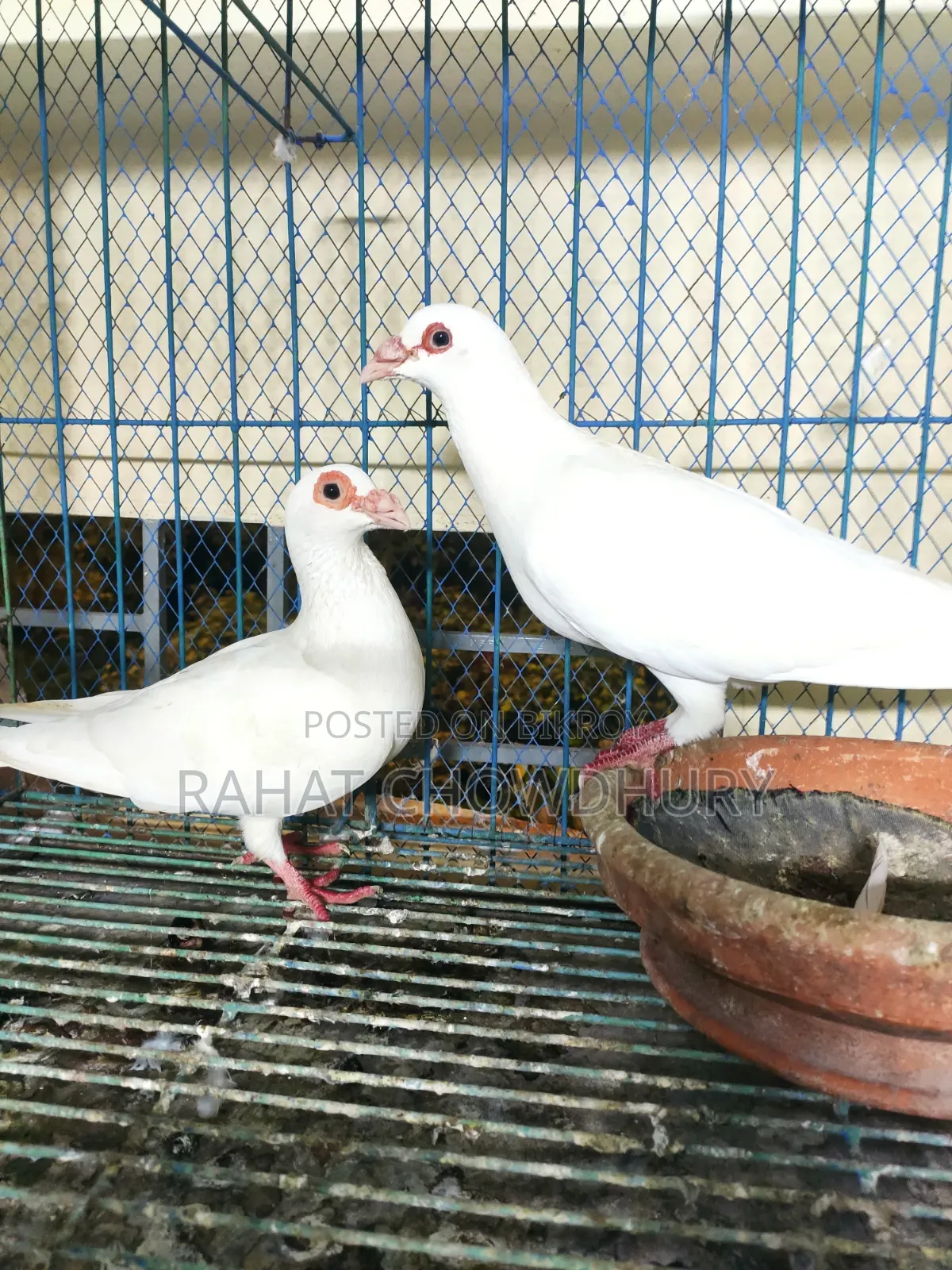 ইংলিশ বার্ব হোমা