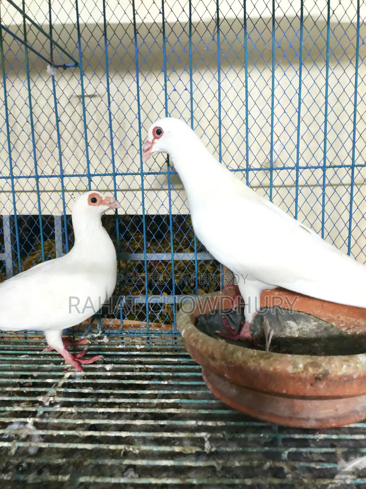 ইংলিশ বার্ব হোমা