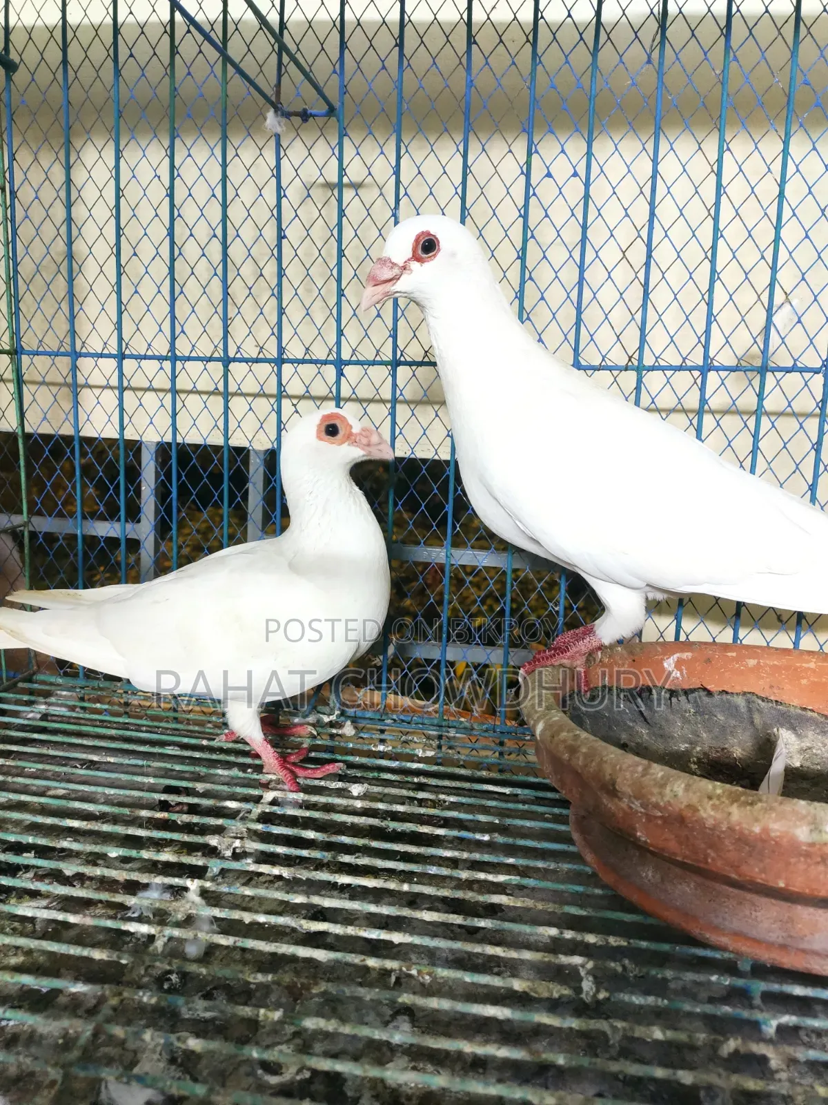 ইংলিশ বার্ব হোমা
