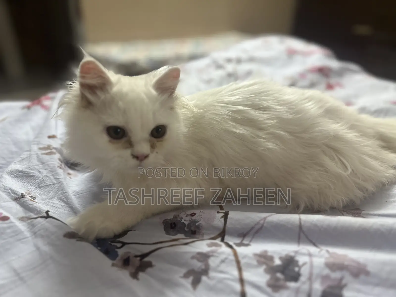 3-6 months Male Purebred Persian