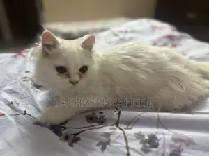 3-6 months Male Purebred Persian