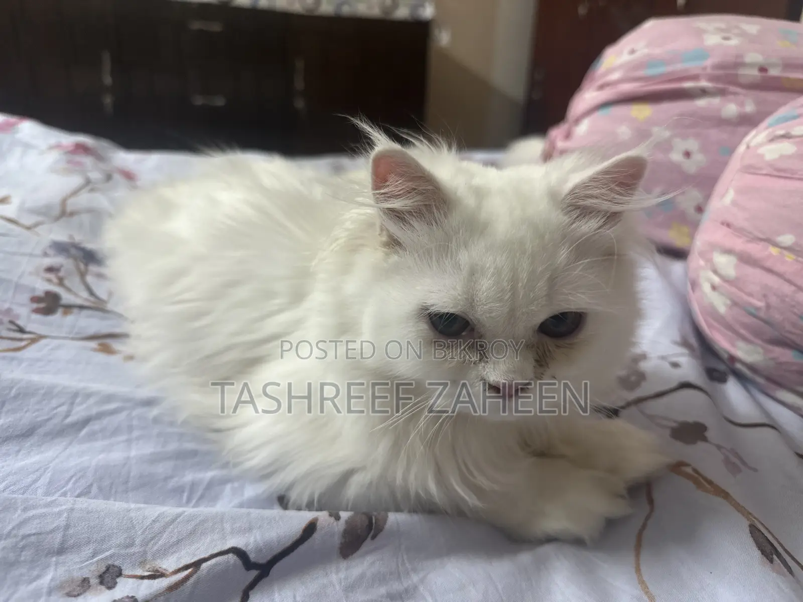 3-6 months Male Purebred Persian