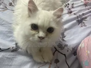 3-6 months Male Purebred Persian