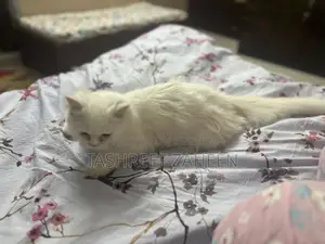 3-6 months Male Purebred Persian
