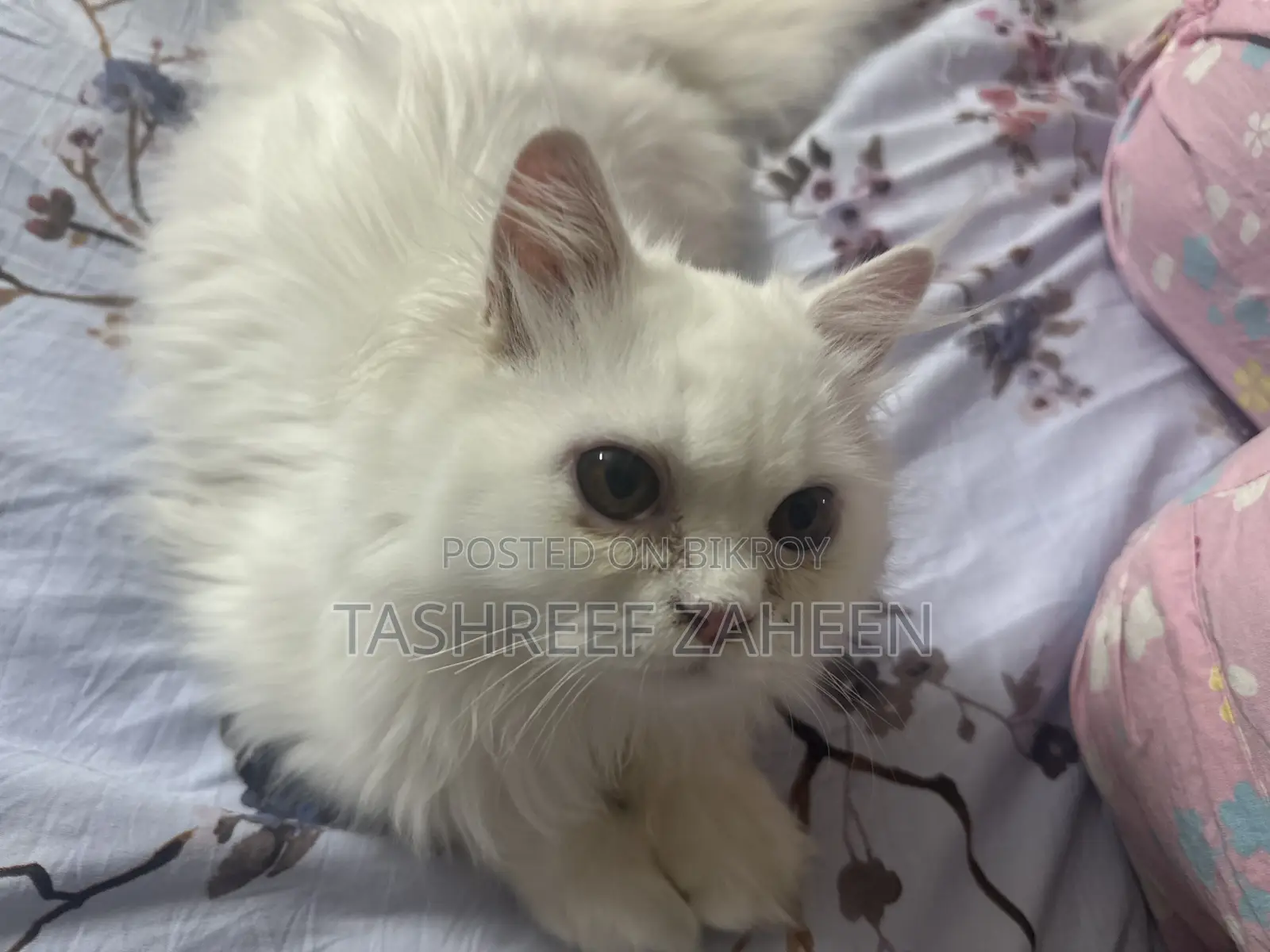 3-6 months Male Purebred Persian