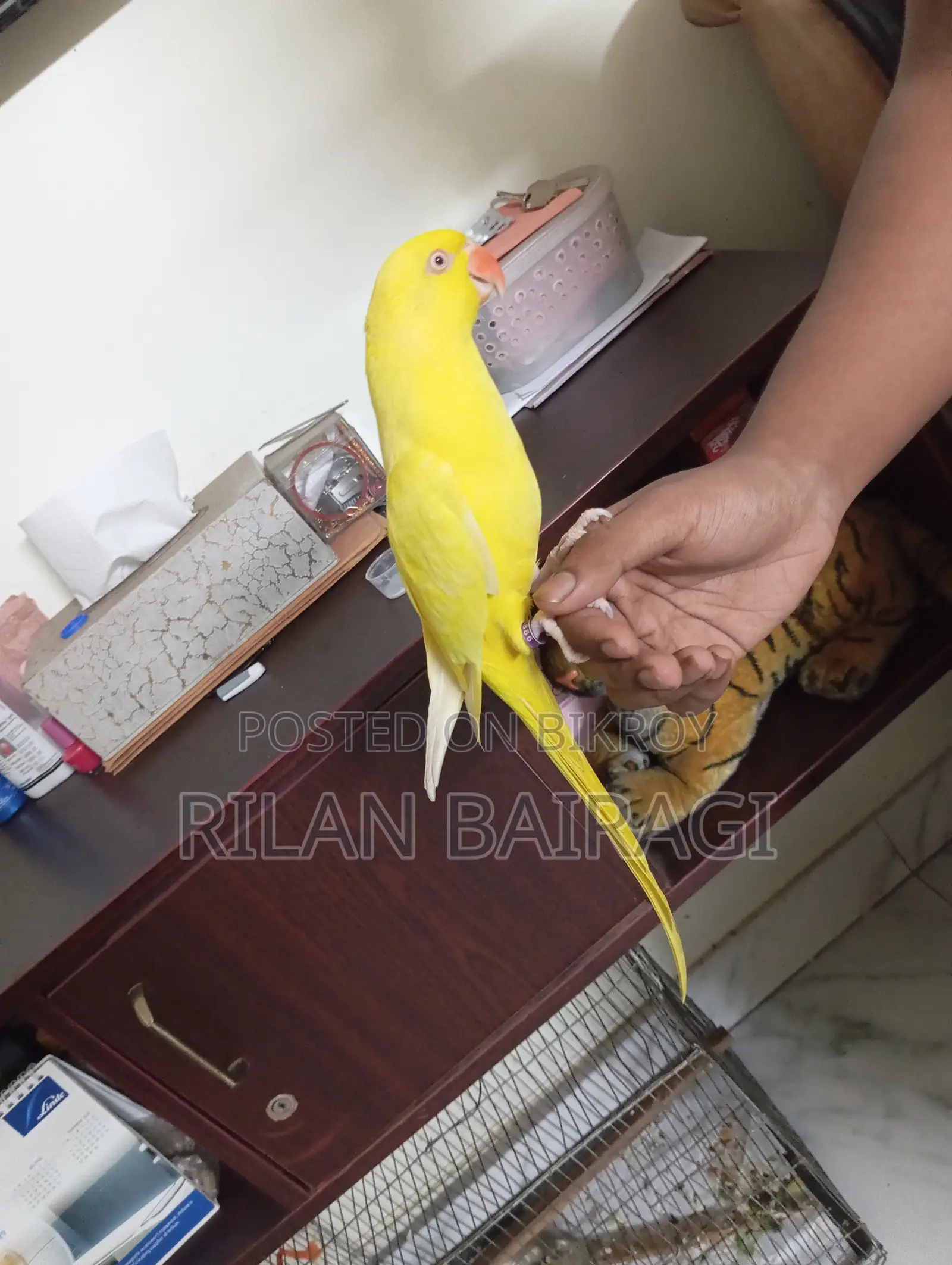 Tiya Pakhi