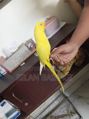 Tiya Pakhi