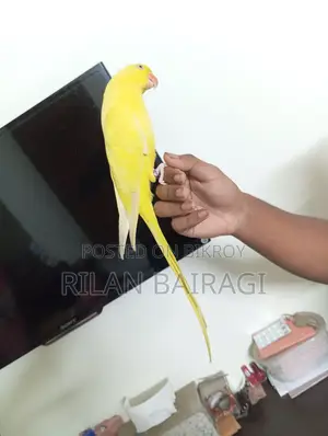 Tiya Pakhi