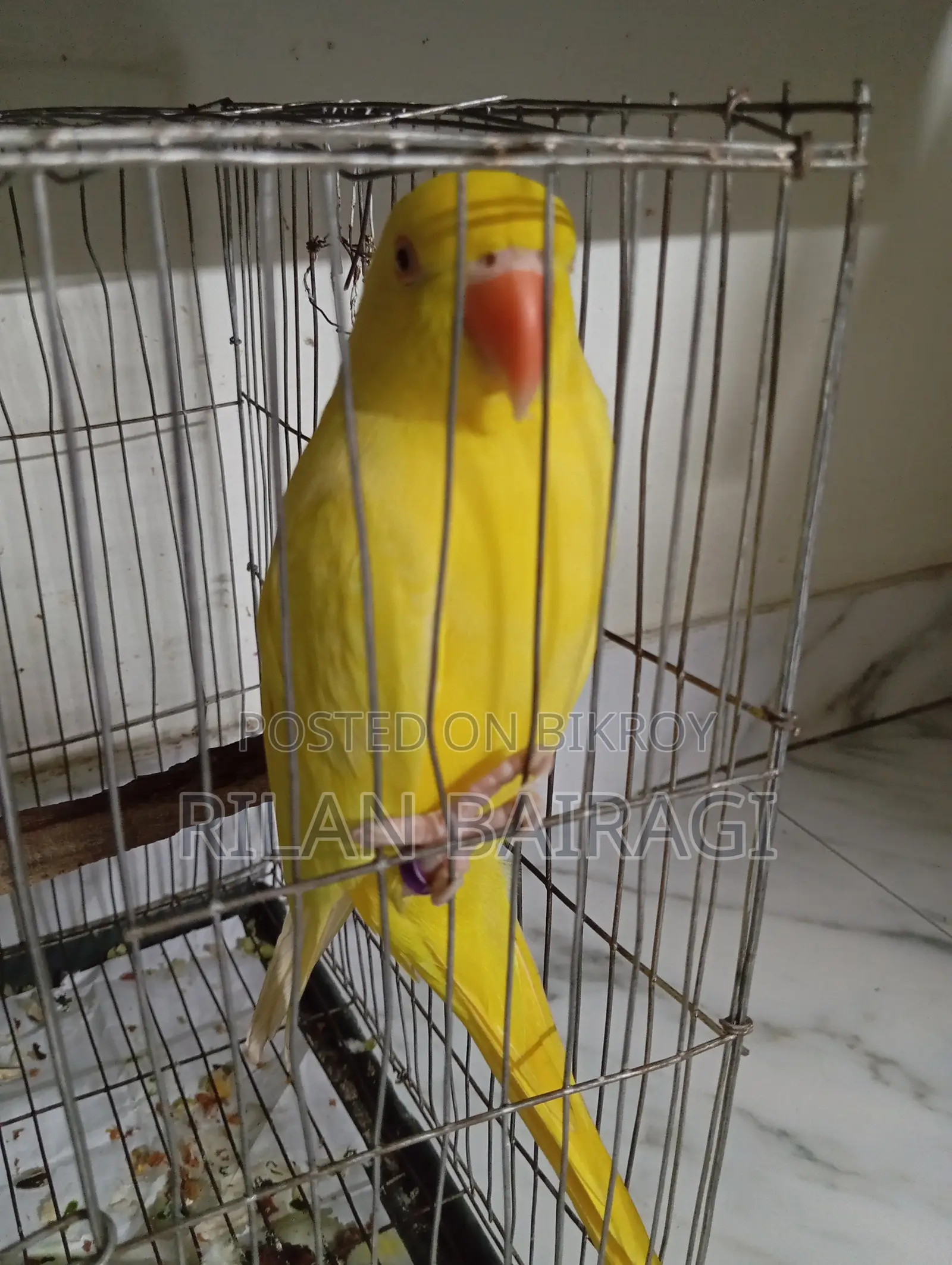 Tiya Pakhi