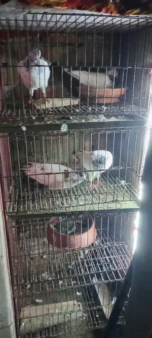 4 তলা খাঁচা সম্ভবত(১৬"/২০")