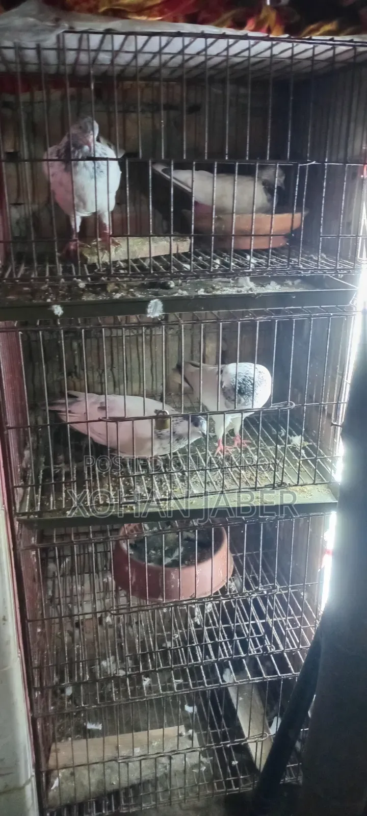 4 তলা খাঁচা সম্ভবত(১৬"/২০")