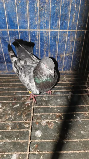 সবুজ গলা ভালো মানের কবুতর নর