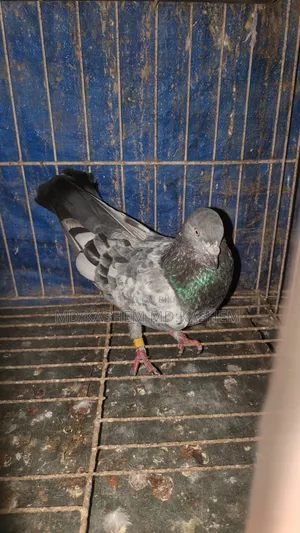 সবুজ গলা ভালো মানের কবুতর নর