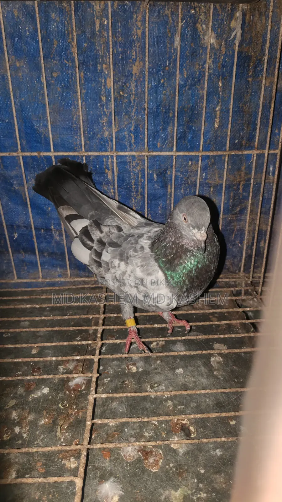 সবুজ গলা ভালো মানের কবুতর নর