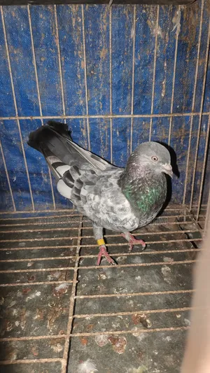 সবুজ গলা ভালো মানের কবুতর নর