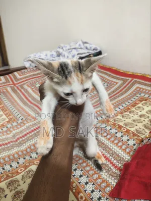1-3 months Female Mixed Breed Bengal