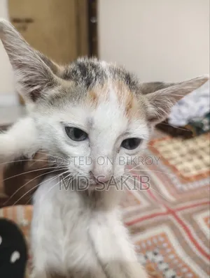 1-3 months Female Mixed Breed Bengal